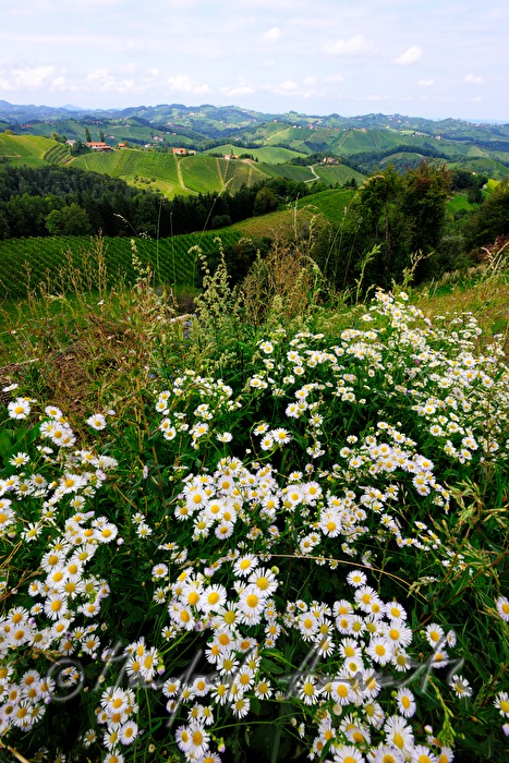 view over the vineyards to the East