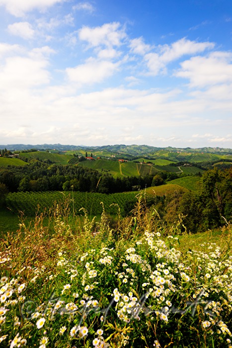 view over the vineyards to the East