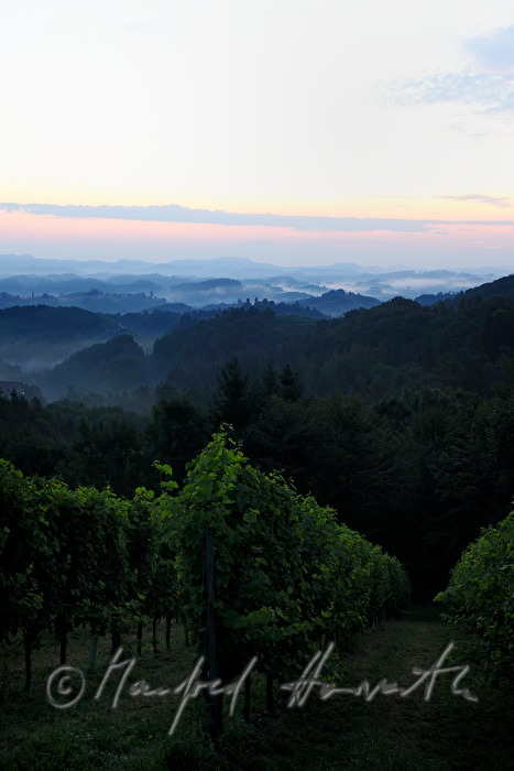 view over the vineyards to the East