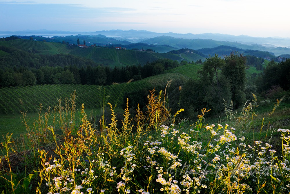 view over the vineyards to the East