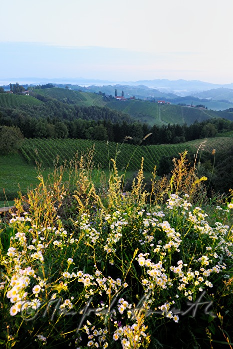 view over the vineyards to the East