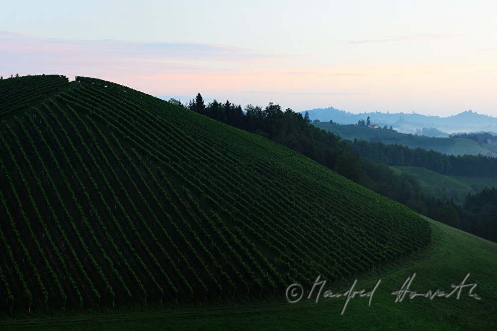 view over the vineyards to the East