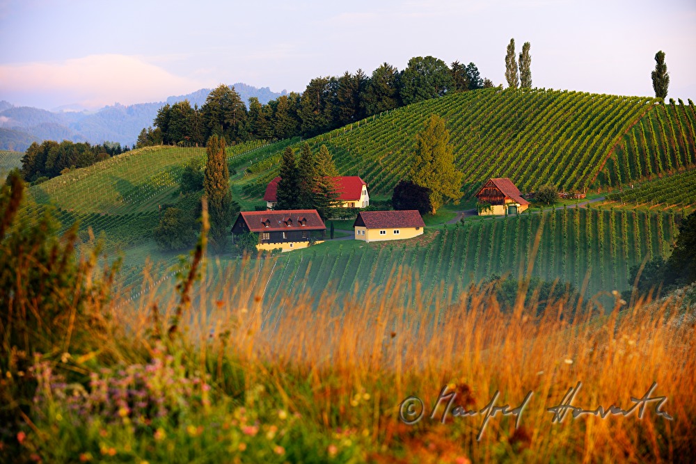 vineyards and birch trees near the Eory