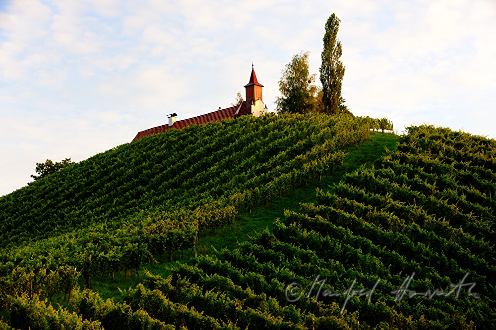 vineyards and birch trees near the Eory