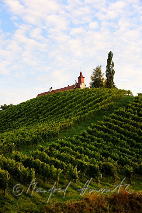 vineyards and birch trees near the Eory