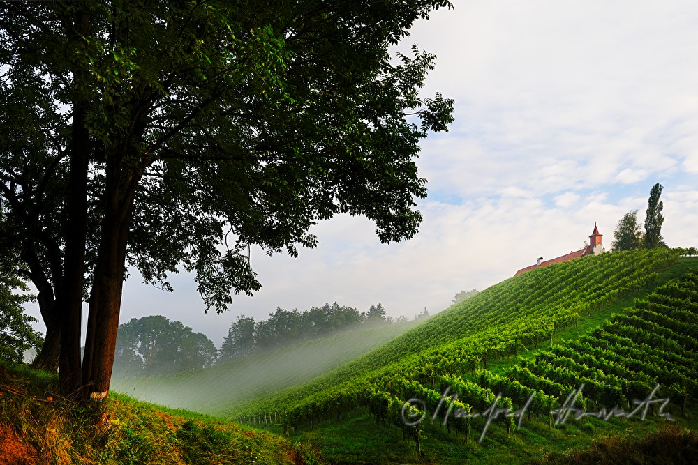 vineyards near the wine Estate Eory