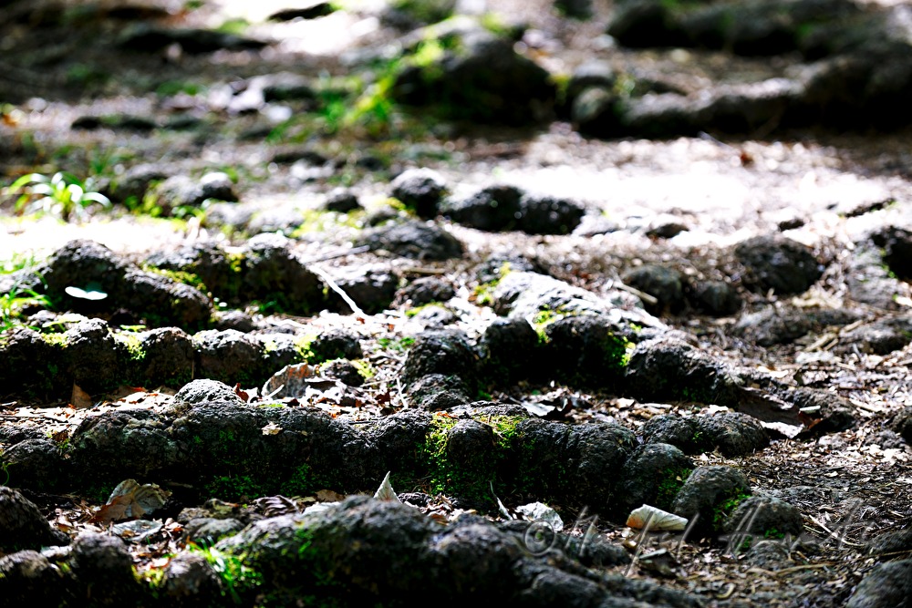 roots of trees crossing the hiking path