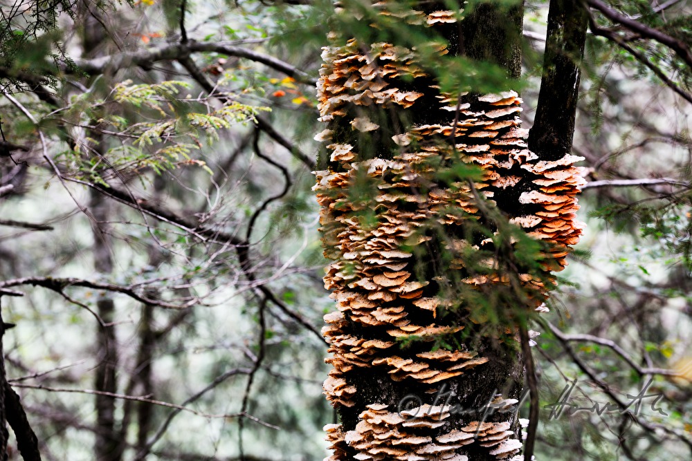 agariv on the stem of an old tree