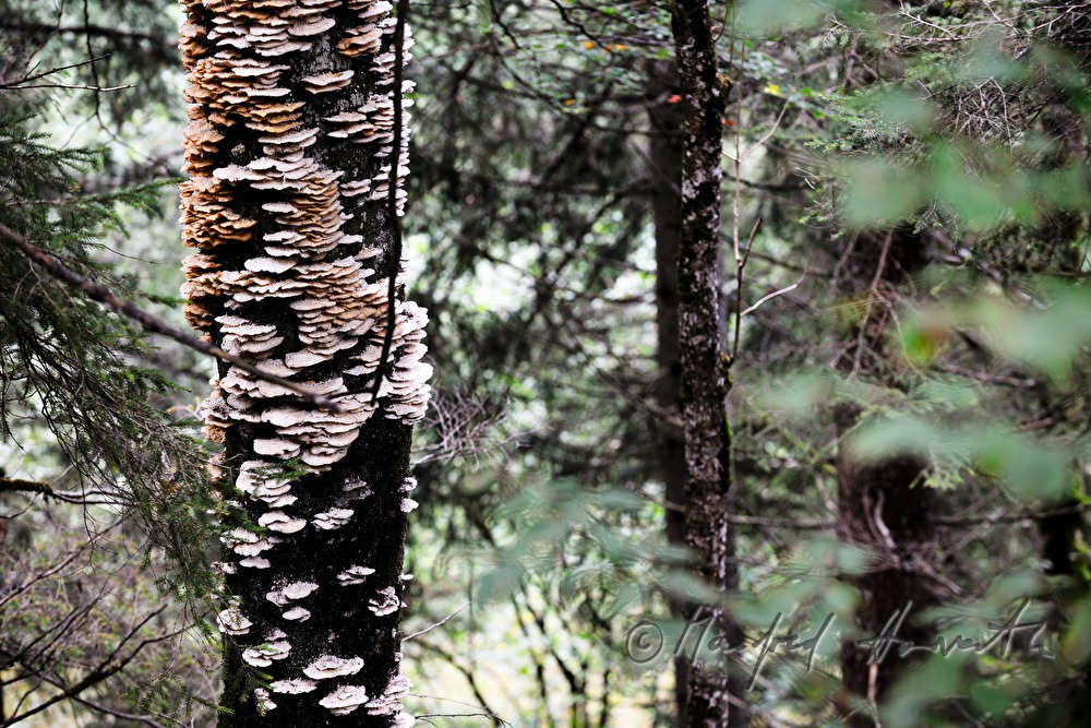 agariv on the stem of an old tree