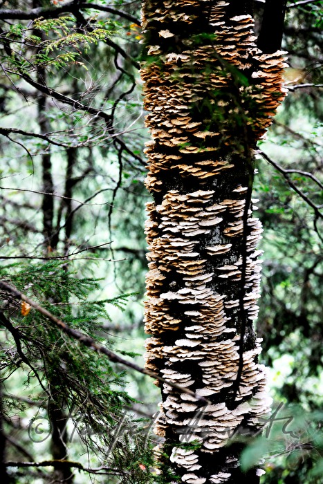 agariv on the stem of an old tree