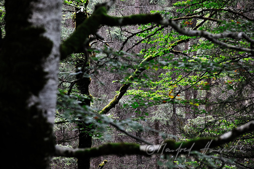 moss on the stem of an old tree