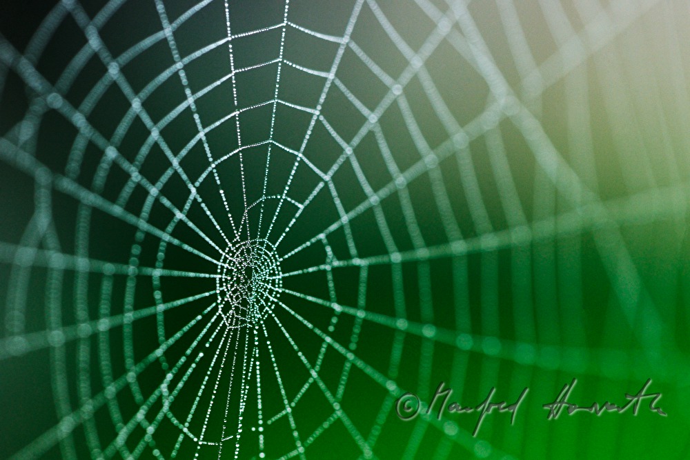 water droplets on a spiderweb on a plant