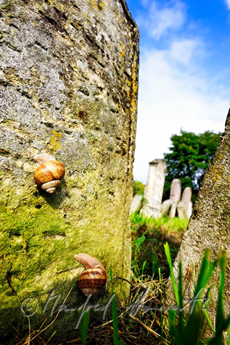 toppled gravestones at the jewish cemetery