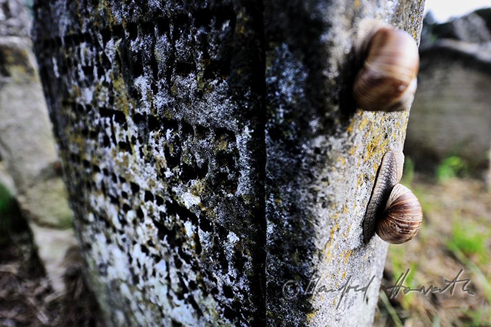 toppled gravestones at the jewish cemetery