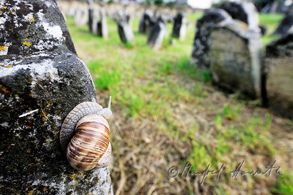 toppled gravestones at the jewish cemetery