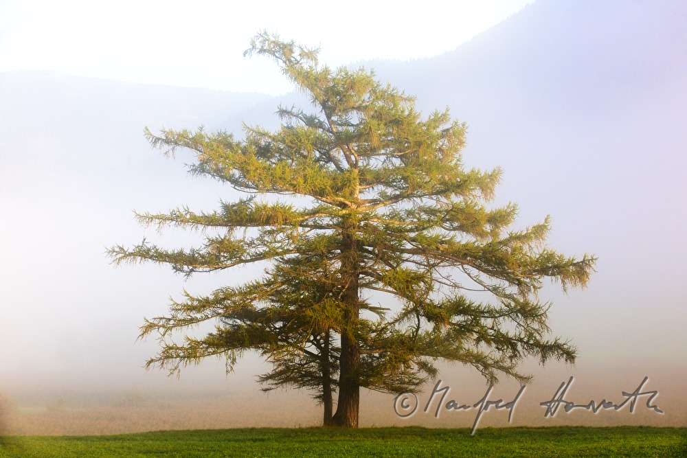 larch and hill