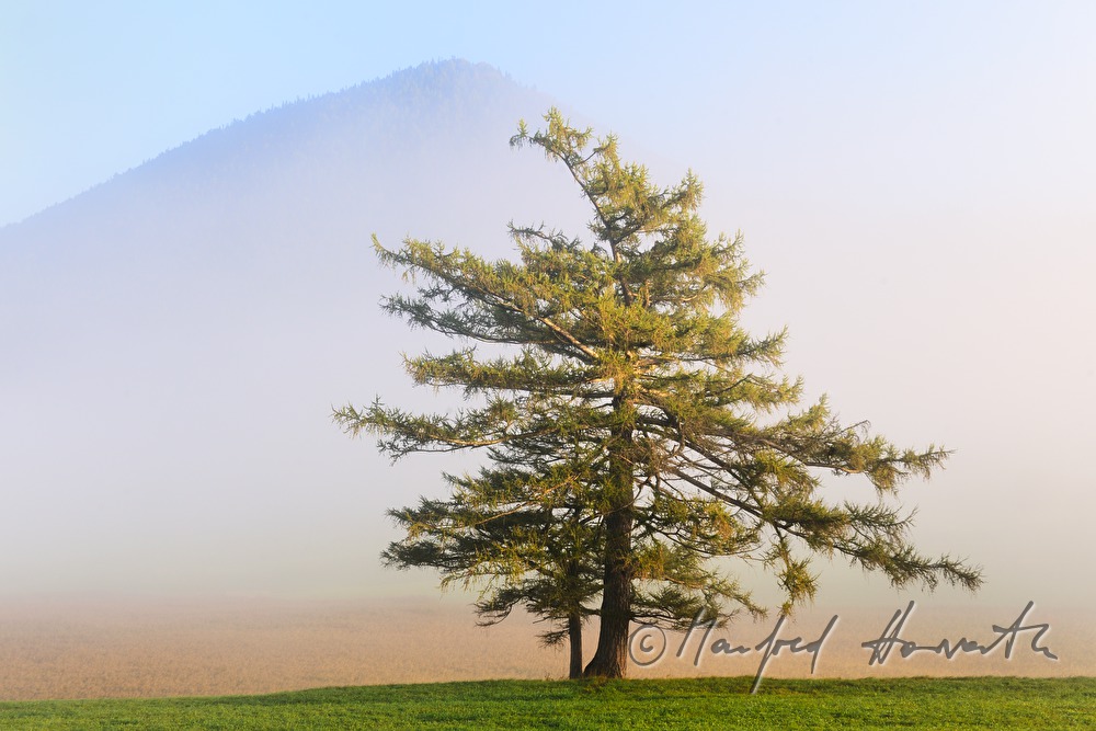larch and hill