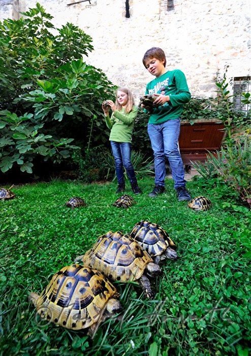 turtles kept as pets in a private garden