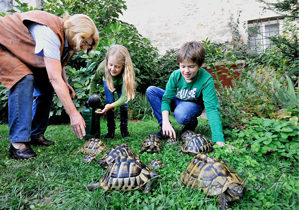 turtles kept as pets in a private garden