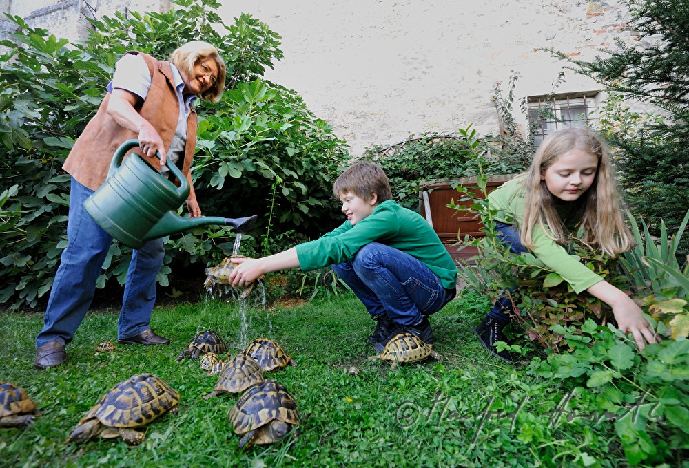 turtles kept as pets in a private garden
