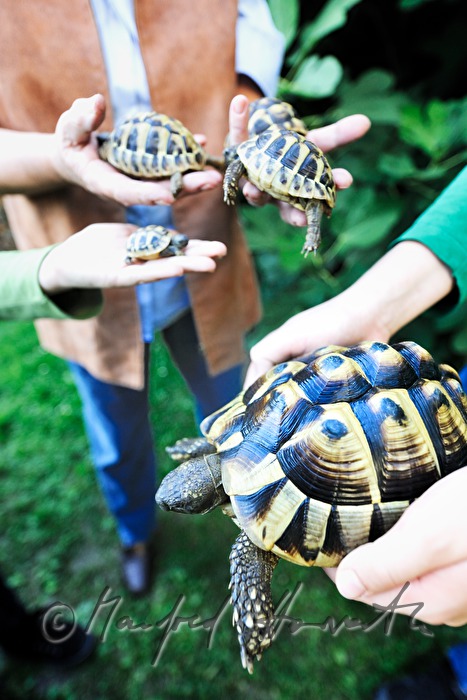 turtles kept as pets in a private garden