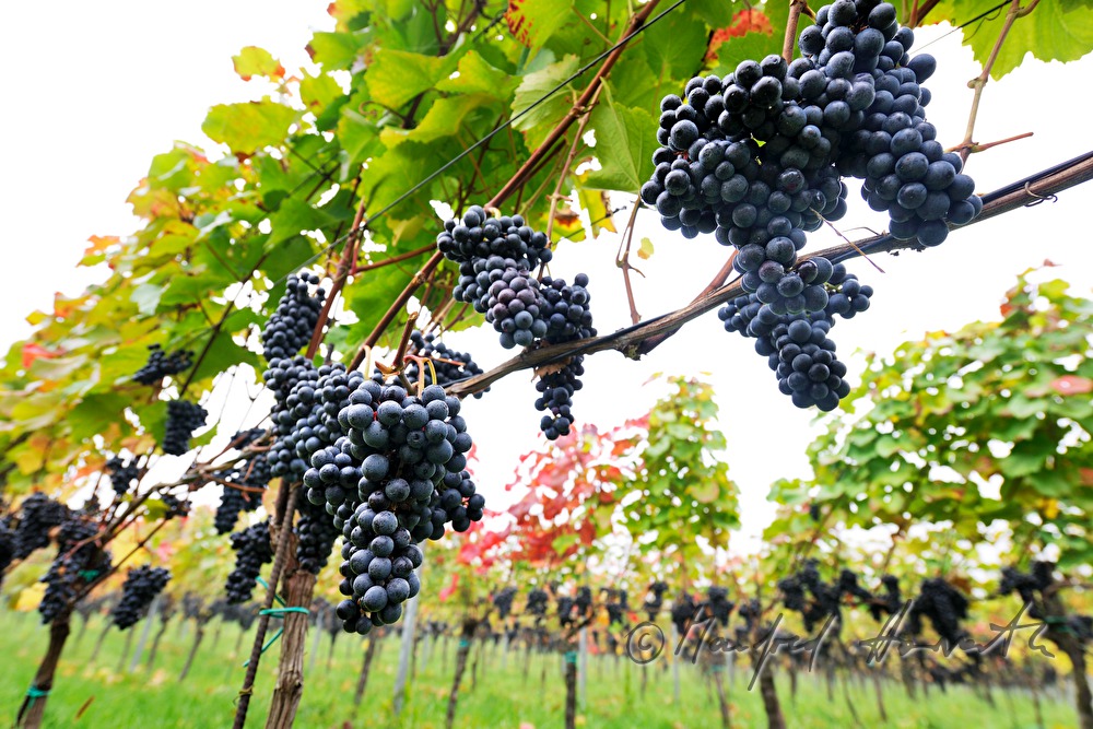 mellow red grapes shortly before harvest