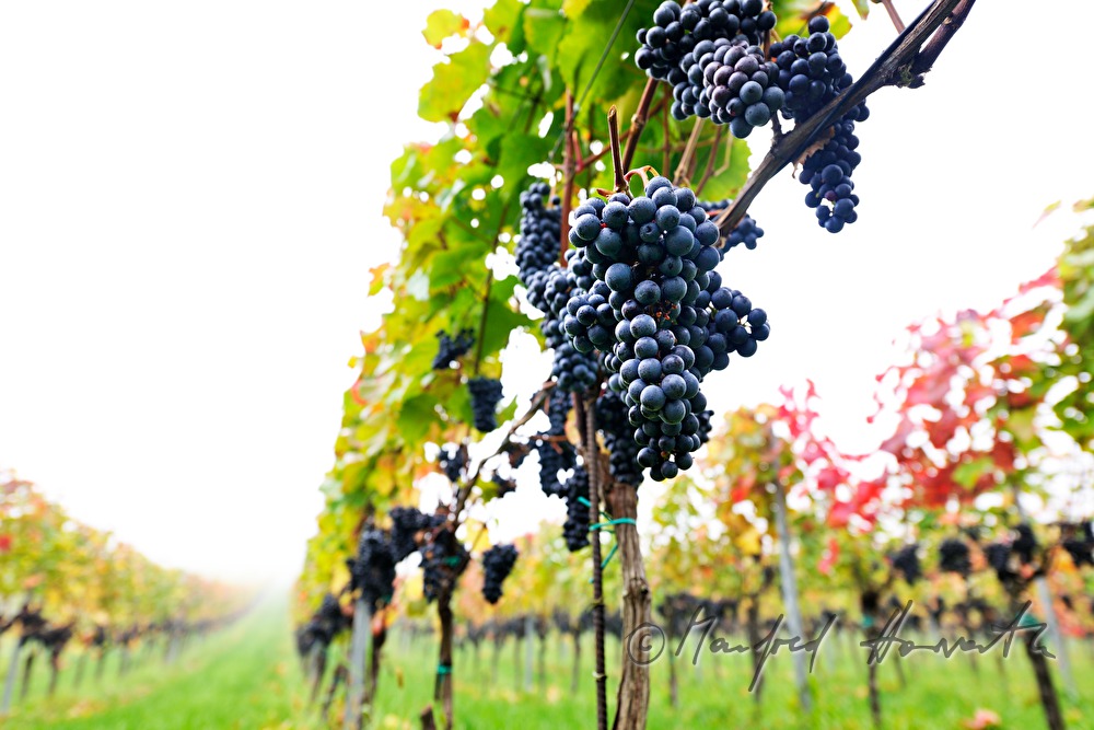 mellow red grapes shortly before harvest