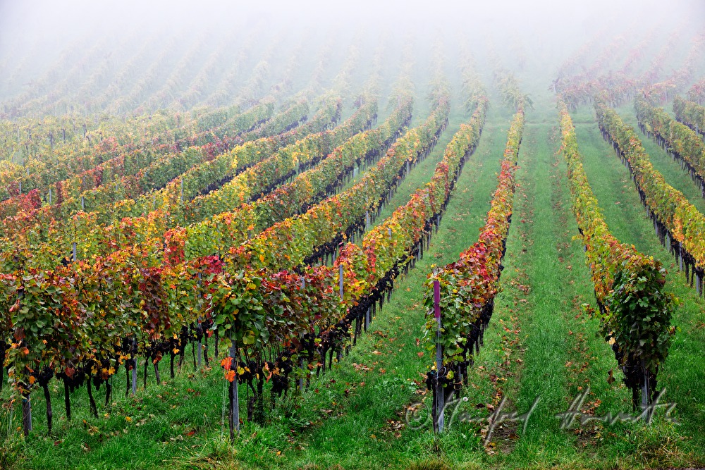mellow red grapes shortly before harvest