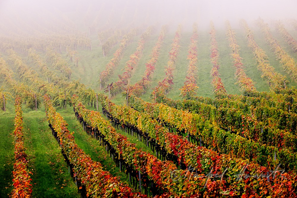 mellow red grapes shortly before harvest