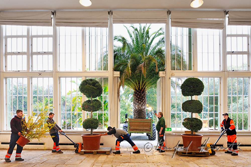 gardeners winterizing the plants