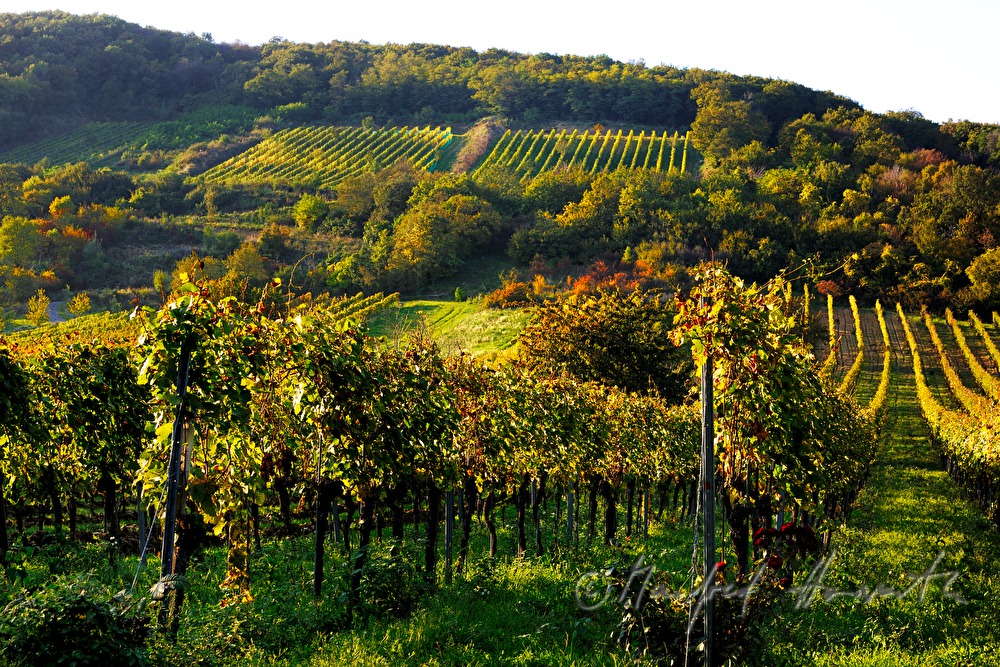 vineyards on the southern slopes of the Leithagebirge
