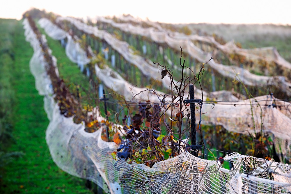 vineyard with a net for pretection of starlings
