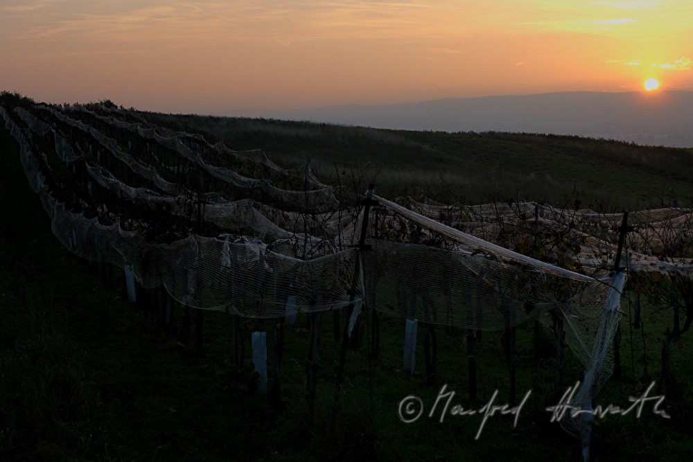 vineyard with a net for pretection of starlings