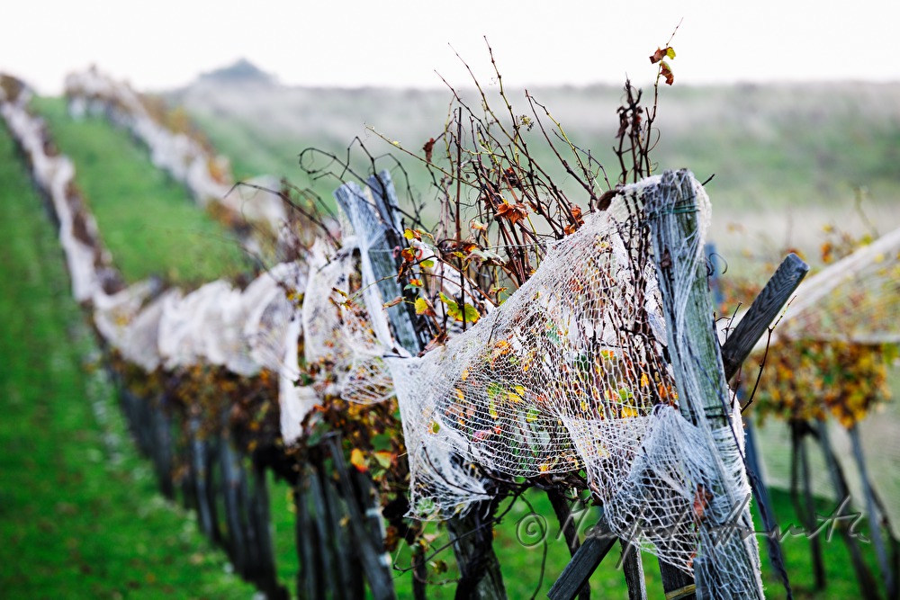 vineyard with a net for pretection of starlings