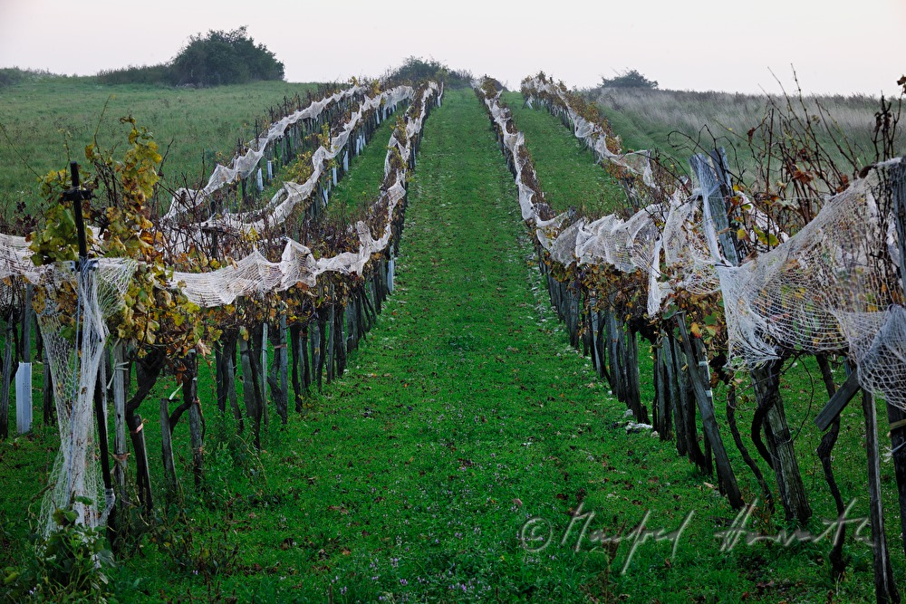 vineyard with a net for pretection of starlings