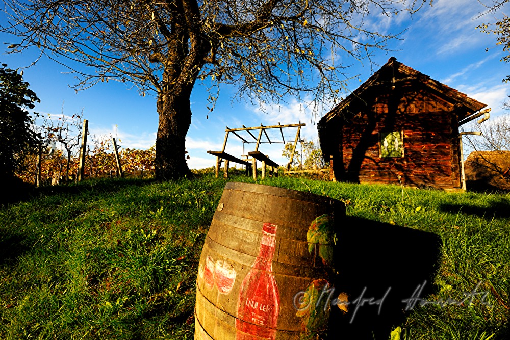 wine barrel with naive painting near a wine cellar
