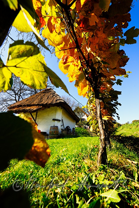vineyard near the quarter of the wine cellars