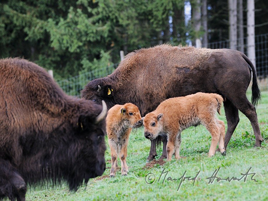 three days old buffalo calfs