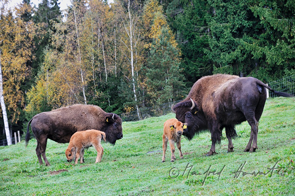 three days old buffalo calfs