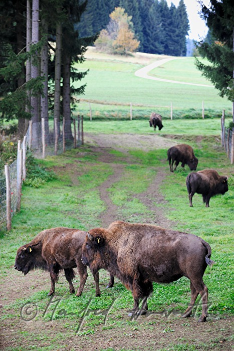 buffalos on the meadow near the forest