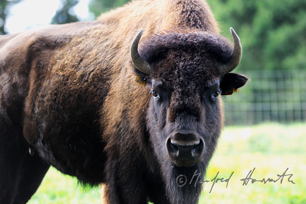 buffalo on the meadow near the forest