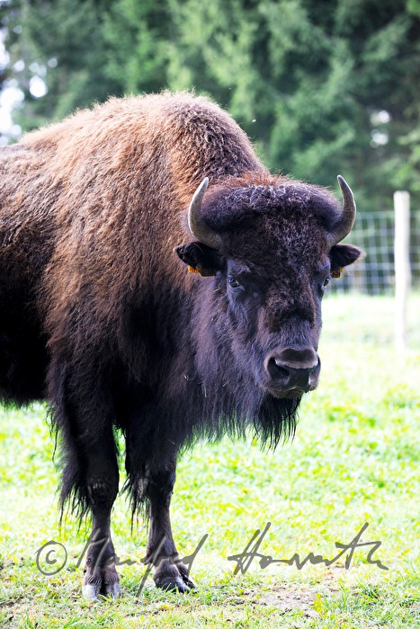 buffalo on the meadow near the forest