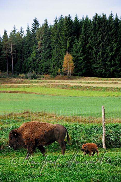 three days old buffalo calfs