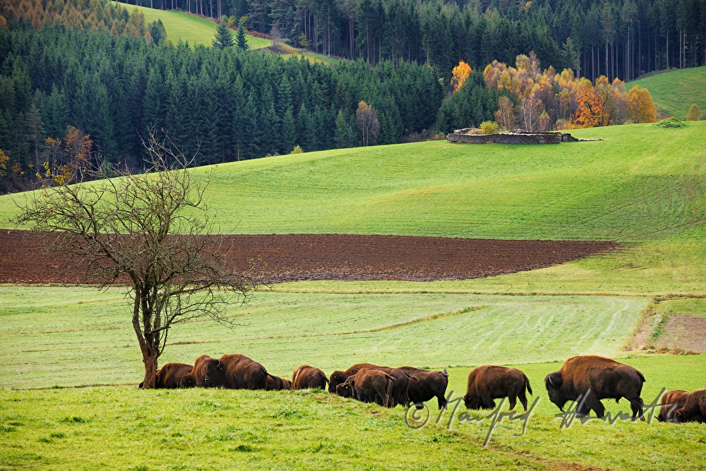 buffalos on the meadow near the forest