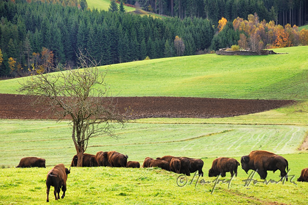 buffalos on the meadow near the forest