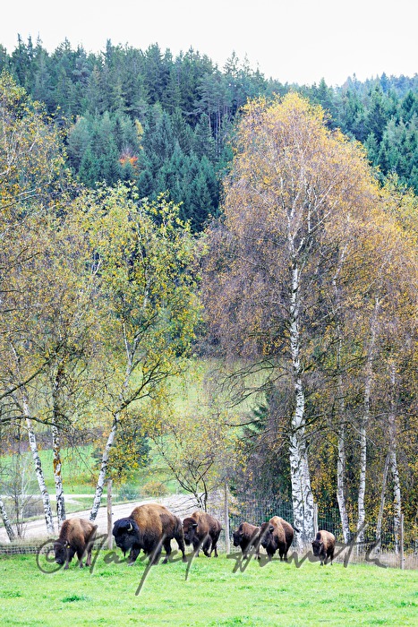 buffalos on the meadow near the forest
