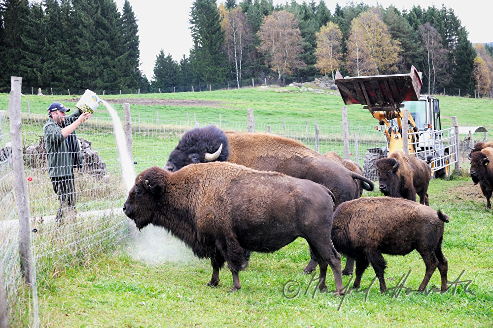 buffalo farmer gives special food to the animals