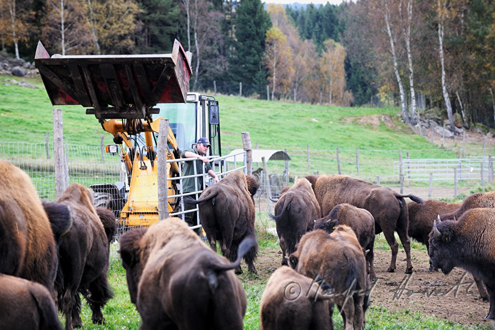 buffalo farmer near the main gate of the meadow