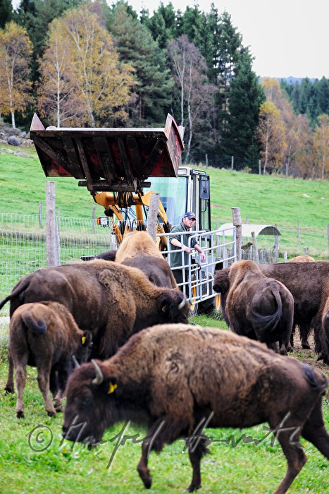 buffalo farmer near the main gate of the meadow