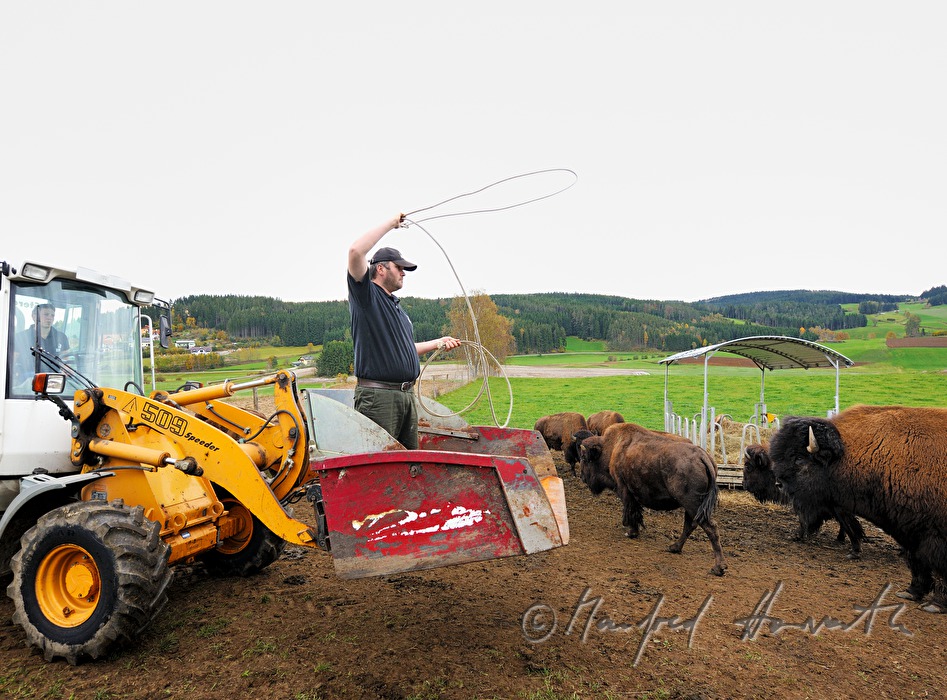 three days old bison calf being caught with a lasso